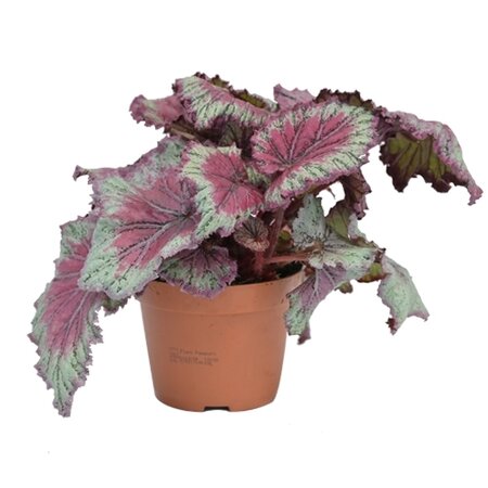 Bladbegonia (Begonia rex 'Pinkpop) - afbeelding 1