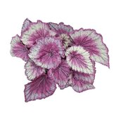 Bladbegonia (Begonia rex 'Pinkpop) - afbeelding 2