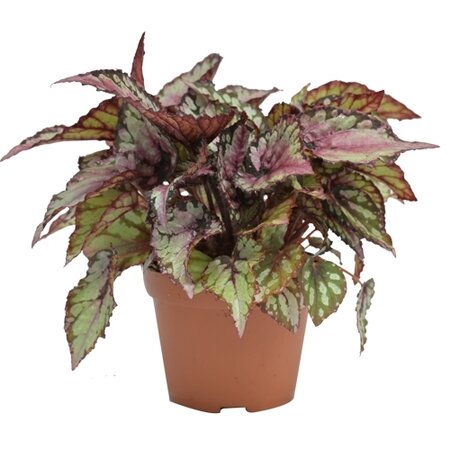 Bladbegonia (Begonia rex 'Salsa') - afbeelding 1