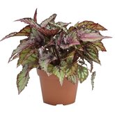 Bladbegonia (Begonia rex 'Salsa') - afbeelding 1