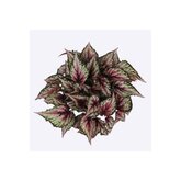 Bladbegonia (Begonia rex 'Salsa') - afbeelding 2