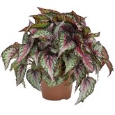 Bladbegonia (Begonia rex 'Salsa') - afbeelding 1