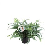 Blauwvaren (Phlebodium aureum 'Blue Fern')