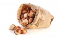 Bloembollen en zaden