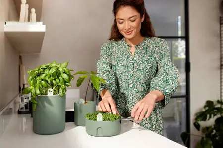 bouncy basil blad groen - afbeelding 3