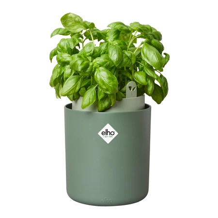 bouncy basil blad groen - afbeelding 7