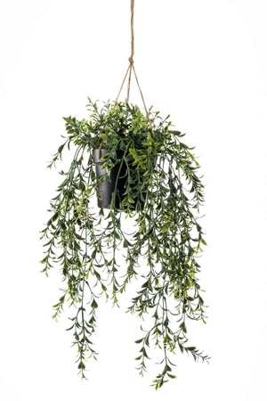 Boxwood hanging 50cm in pot