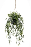Boxwood hanging 50cm in pot