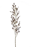 Briza spray brown 100cm