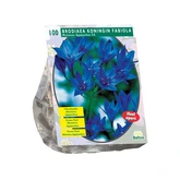 Brodiaea Fabiola per 100