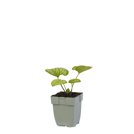 Brunnera macr. 'Jack Frost'