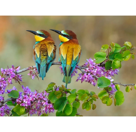 Buitencanvas 2 bijeneters 78x58cm