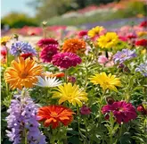 Buitencanvas 78x78cm bloemenveld