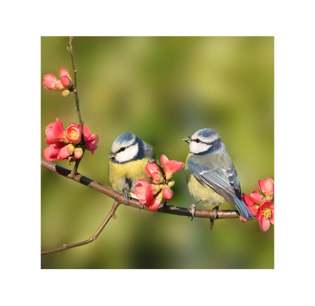 Buitencanvas pimpelmees 58x58cm