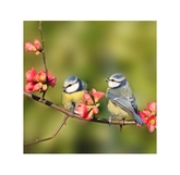 Buitencanvas pimpelmees 58x58cm