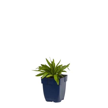 Buphthalmum salicifolium - afbeelding 1