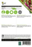 Buzzy® Althaea (Alcea), Stokroos Antwerp Stars mix - afbeelding 2