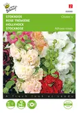 Buzzy® Althaea (Alcea), Stokroos Chater’s dubbelbloemig - afbeelding 1
