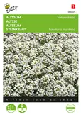 Buzzy® Alyssum Sneeuwkleed - afbeelding 1