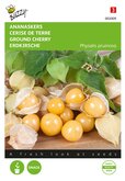 Buzzy® Ananaskers Physalis pruinosa - afbeelding 1