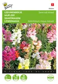 Buzzy® Antirrhinum, Leeuwenbekje half-hoog gemengd - afbeelding 1