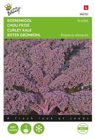 Buzzy® Boerenkool Scarlet Paars - afbeelding 1