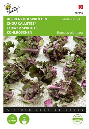 Buzzy® Boerenkoolspruitjes, Kalettes® Garden Mix F1 - afbeelding 1