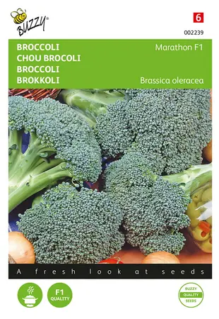 Buzzy® Broccoli Marathon F1 (wordt Spello F1) - afbeelding 1