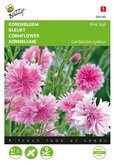 Buzzy® Centaurea, Korenbloem Pink Ball - afbeelding 1