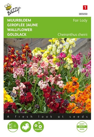 Buzzy® Cheiranthus , Muurbloem Fair Lady gemengd - afbeelding 1