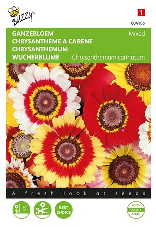 Buzzy® Chrysanthemum, Ganzebloem gemengd - afbeelding 1