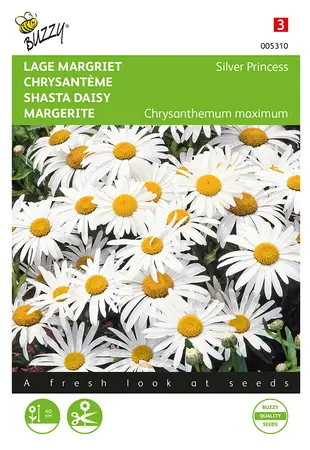 Buzzy® Chrysanthemum, Lage Margriet Silver Princess - afbeelding 1