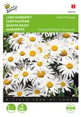 Buzzy® Chrysanthemum, Lage Margriet Silver Princess - afbeelding 1