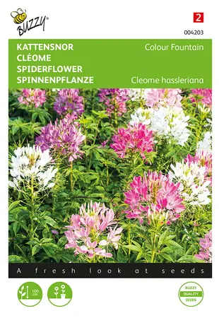 Buzzy® Cleome, Kattensnor Colour Fountain - afbeelding 1