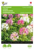 Buzzy® Cleome, Kattensnor Colour Fountain - afbeelding 1