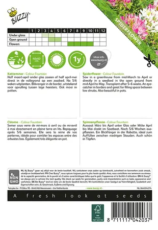 Buzzy® Cleome, Kattensnor Colour Fountain - afbeelding 2