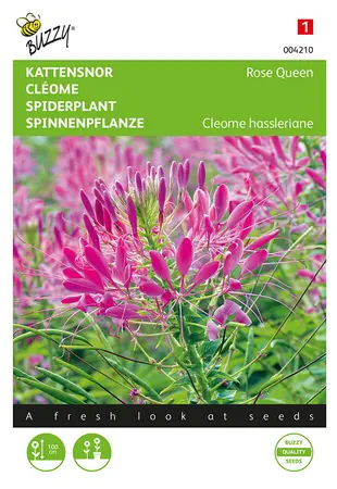 Buzzy® Cleome, Kattensnor Rose Queen - afbeelding 1