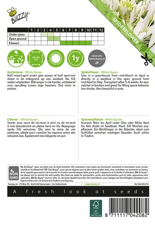 Buzzy® Cleome, Kattensnor White Queen - afbeelding 2