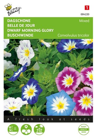 Buzzy® Convolvulus, Dagschone gemengd - afbeelding 1