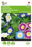 Buzzy® Convolvulus, Dagschone gemengd - afbeelding 1