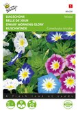 Buzzy® Convolvulus, Dagschone gemengd - afbeelding 1