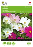 Buzzy® Cosmos, Cosmea Sensation gemengd - afbeelding 1