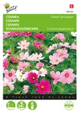 Buzzy® Cosmos, Cosmea Sonata gemengd - afbeelding 1
