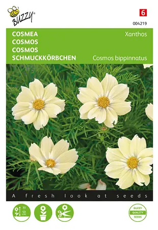 Buzzy® Cosmos, Cosmea Xanthos - afbeelding 1