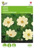 Buzzy® Cosmos, Cosmea Xanthos - afbeelding 1
