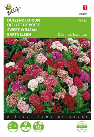 Buzzy® Dianthus, Duizendschoon dubbelbloemig gemengd - afbeelding 1