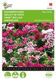 Buzzy® Dianthus, Duizendschoon Wee Willie gemengd - afbeelding 1