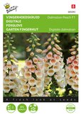 Buzzy® Digitalis, Vingerhoedskruid Dalmation F1 Peach - afbeelding 1