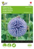 Buzzy® Echinops, Kogeldistel Blue Globe - afbeelding 1