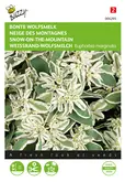 Buzzy® Euphorbia, Bonte Wolfsmelk - afbeelding 1